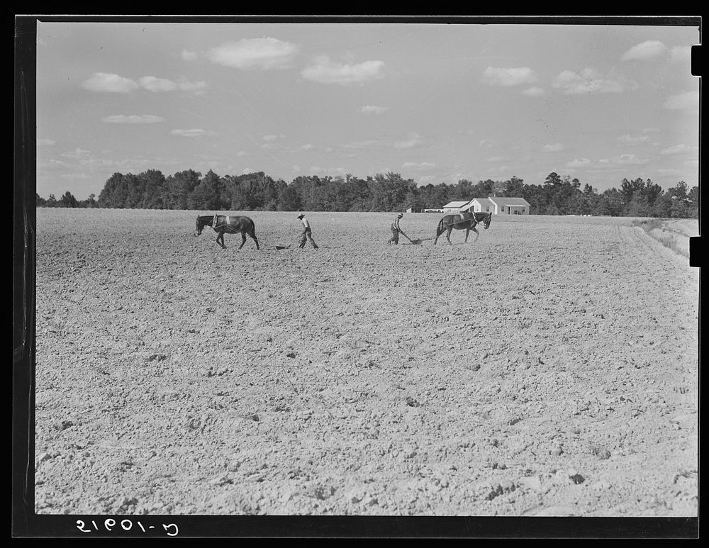 [Untitled photo, possibly related to: Two of Andrew Whittaker's sons plowing cotton. Their house in background. Flint River…
