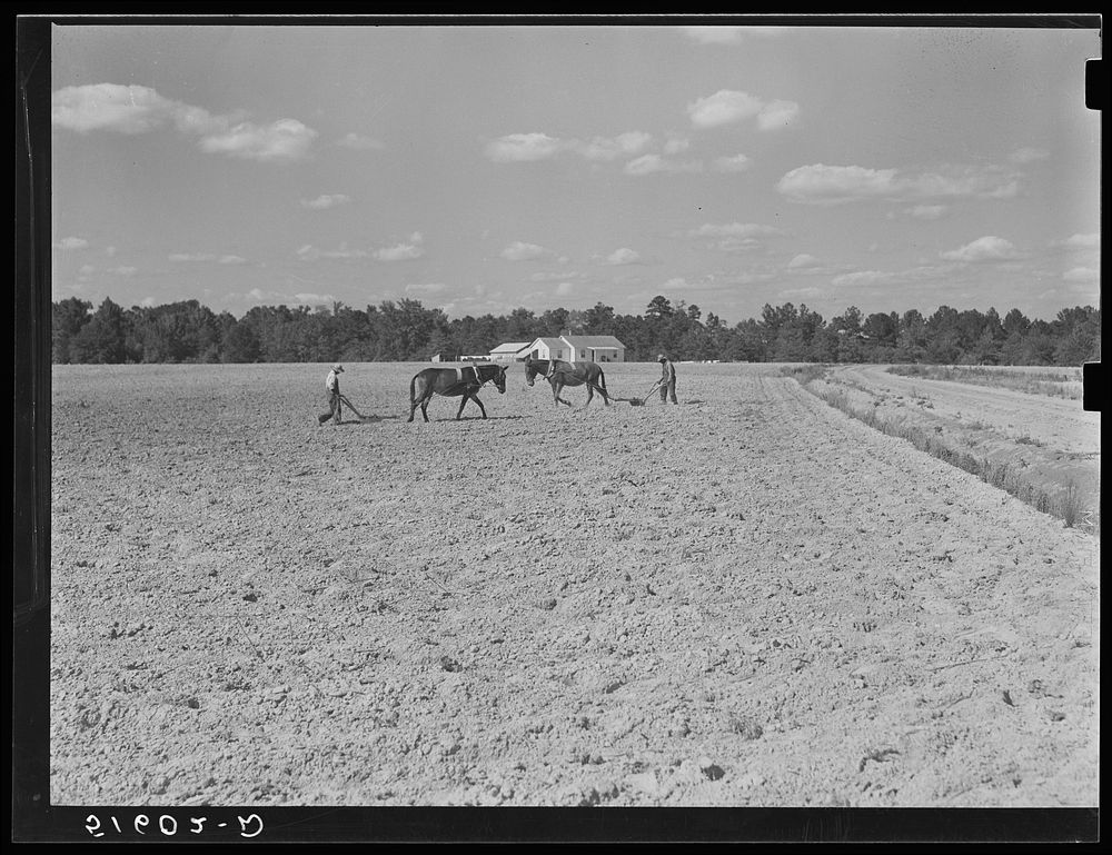 Two of Andrew Whittaker's sons plowing cotton. Their house in background. Flint River Farms, Georgia. Sourced from the…