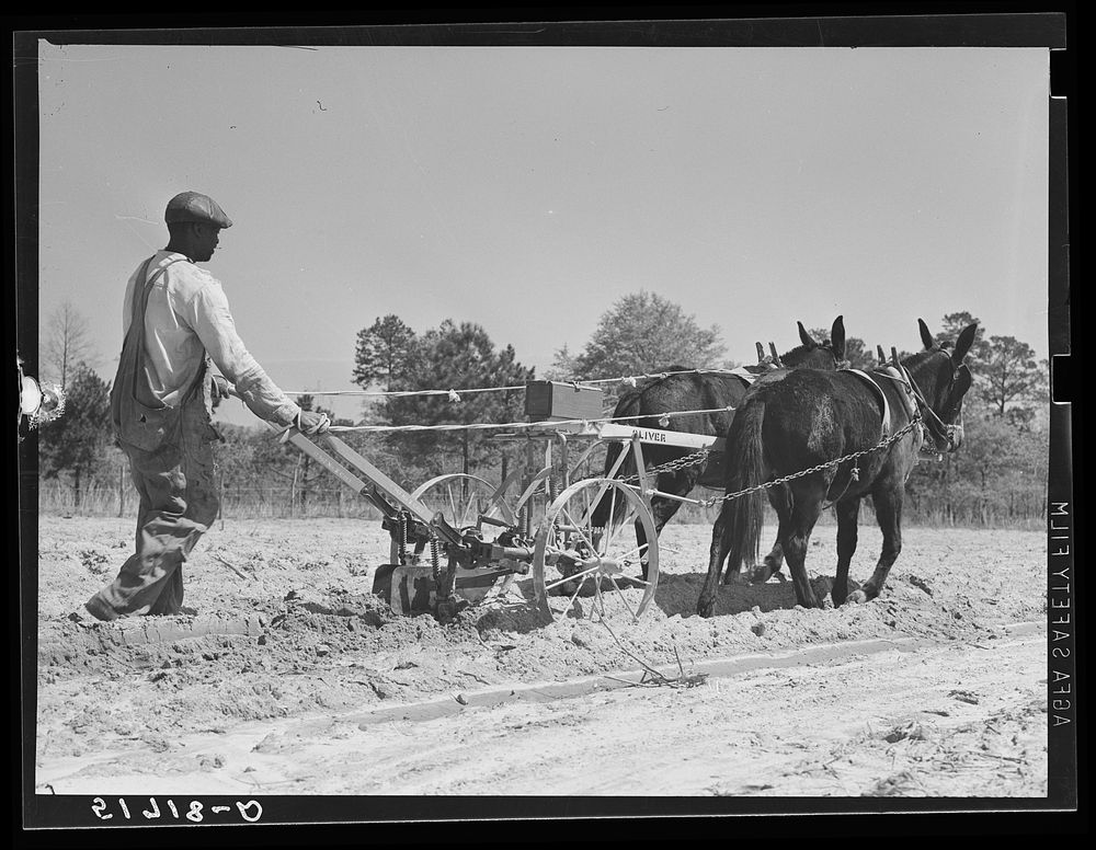 Mr. Charlie McGuire (tenant purchase borrower) with his two mules and cultivator. Pike County, Alabama. Sourced from the…