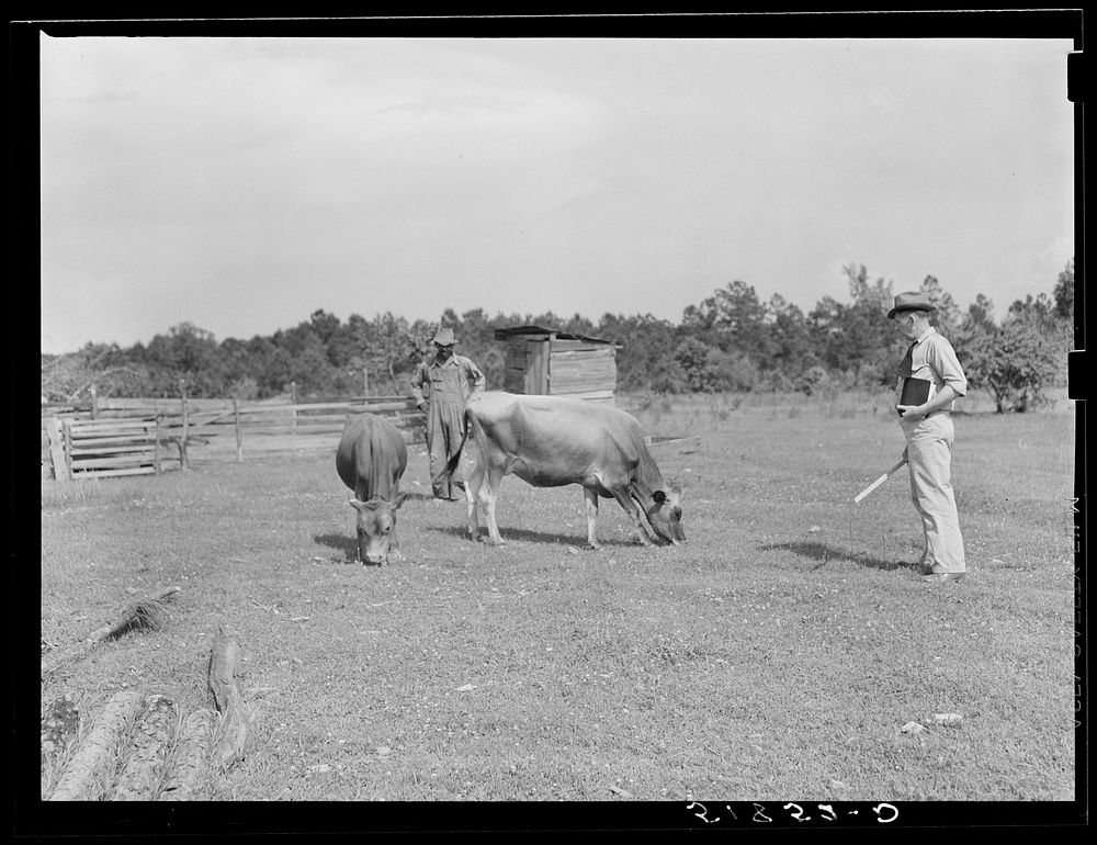 [Untitled photo, possibly related to: Manuel McLanoon's milk cow. Every family has one or more. Flint River Farms, Georgia].…