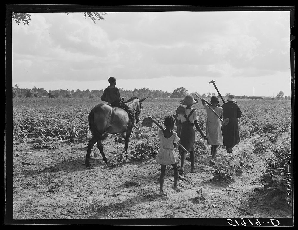 Pauline Clyburn, rehabilitation client, and her children going to chop cotton. Manning, Clarendon County, South Carolina.…