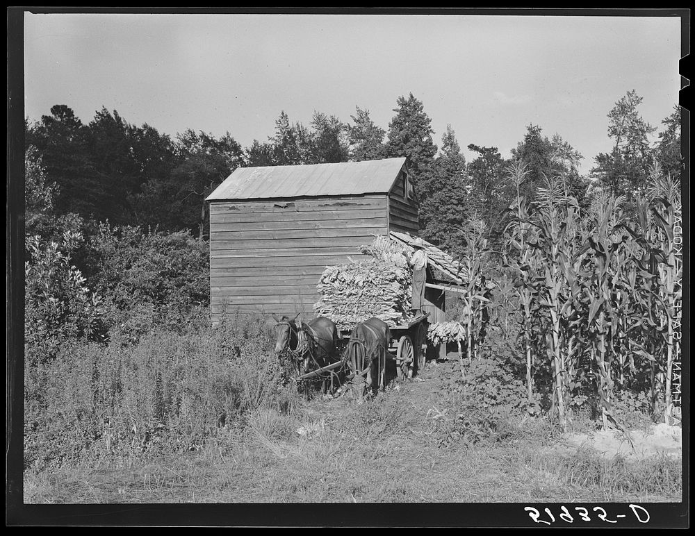 Stringing tobacco to go into curing house. Near Manning, South Carolina. Sourced from the Library of Congress.