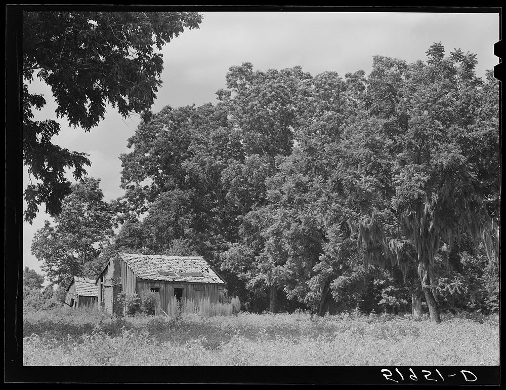 [Untitled photo, possibly related to: Abandoned shacks near Beaufort, South Carolina]. Sourced from the Library of Congress.