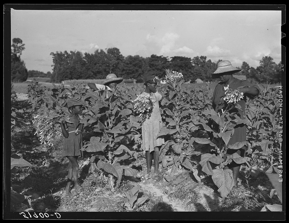 Rehabilitation client Pauline Clyburn, Manning, Clarendon County, South Carolina, topping tobacco. Sourced from the Library…