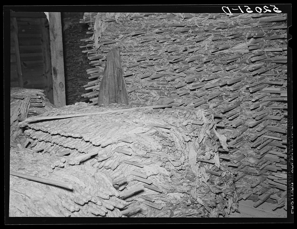 Interior of pack house showing ungraded tobacco and sticks, and in the foreground the sticks of "hands" and tied tobacco.…