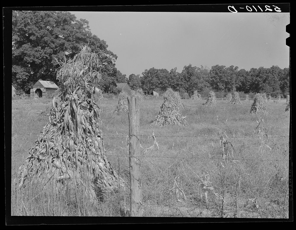 Field of corn shocks, belonging to Robert Hughes, rural mail carrier, west of Highway 14 on road to Cedar Grove. Orange…