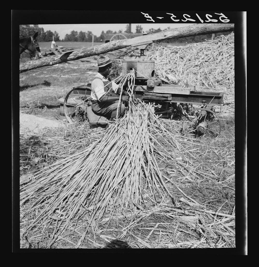 [Untitled photo, possibly related to: Feeding the sorghum cane into the mill to make syrup on property of Wes Chris, a…