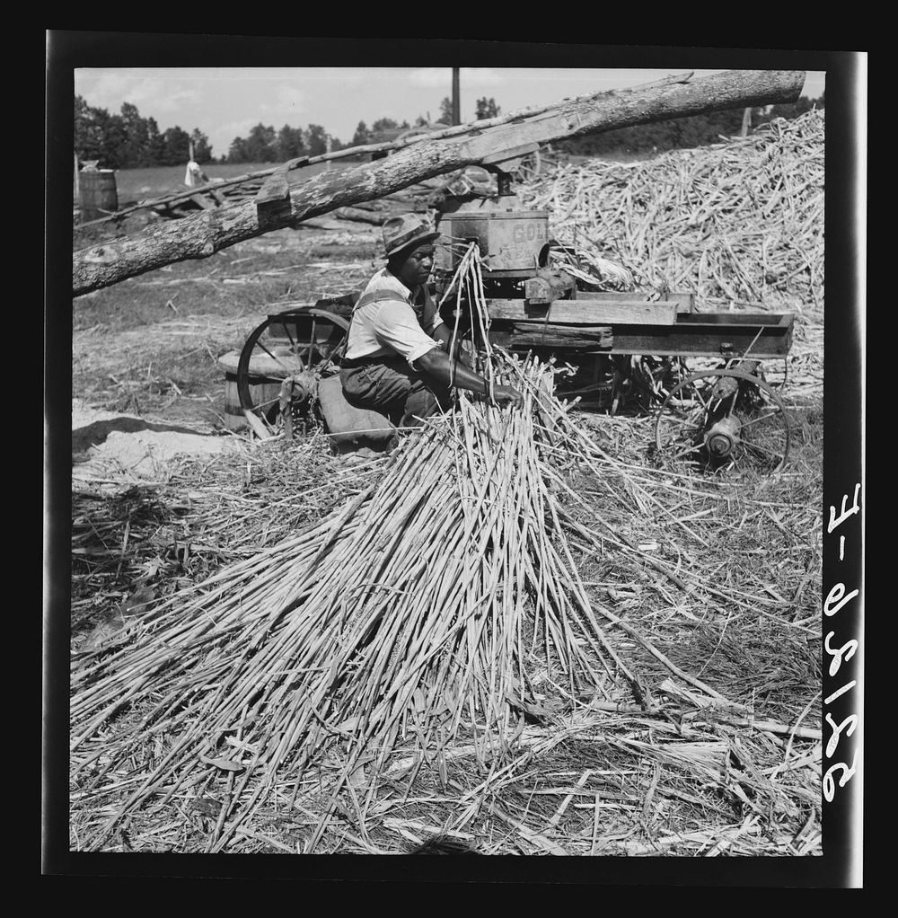 Feeding the sorghum cane into the mill to make syrup on property of Wes Chris, a tobacco farm of about 165 acres in a…