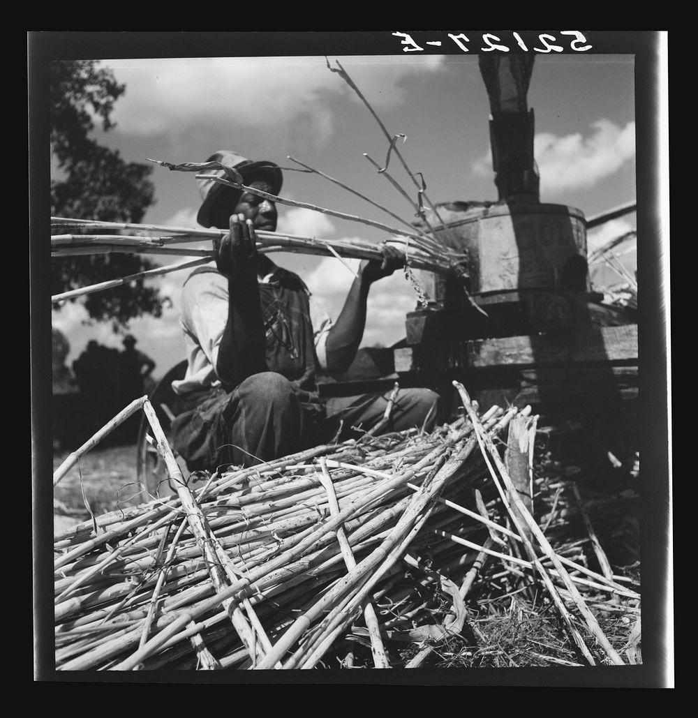 Feeding the sorghum cane into mill to make syrup on property of Wes Chris, a tobacco farm of about 165 acres in a prosperous…