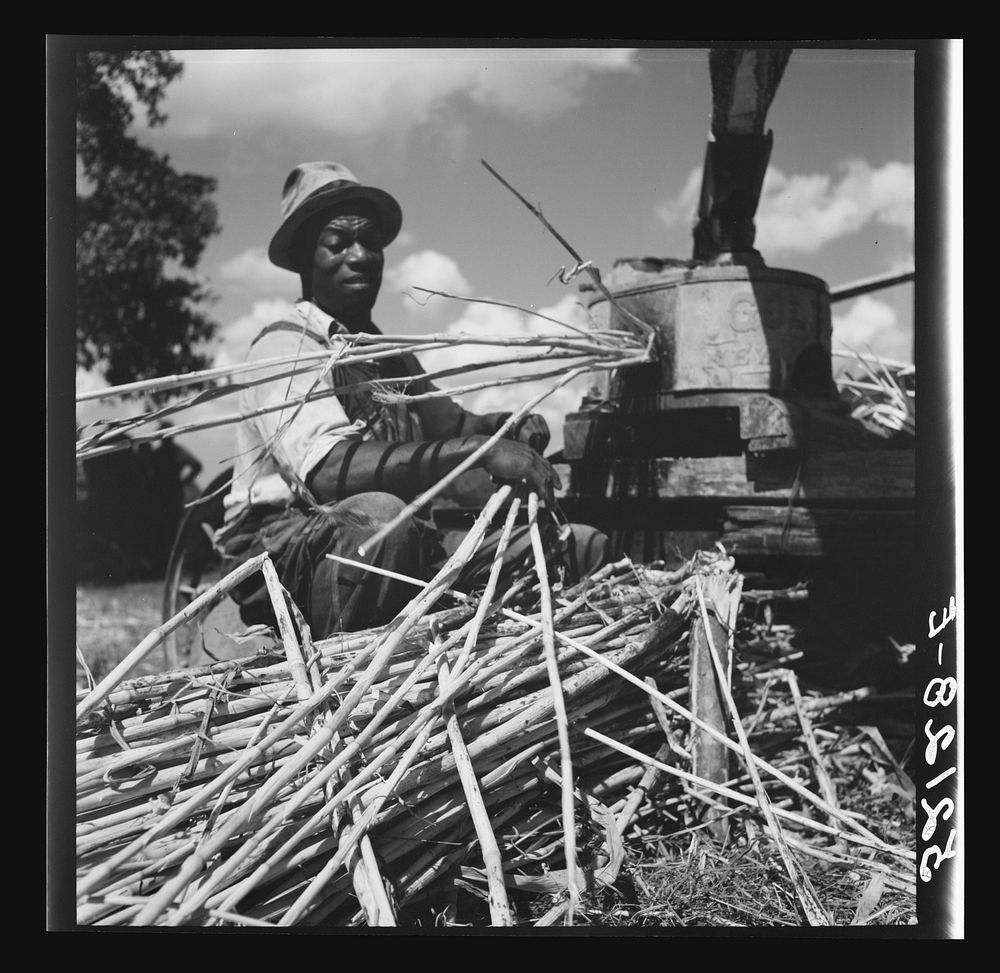 [Untitled photo, possibly related to: Feeding the sorghum cane into mill to make syrup on property of Wes Chris, a tobacco…