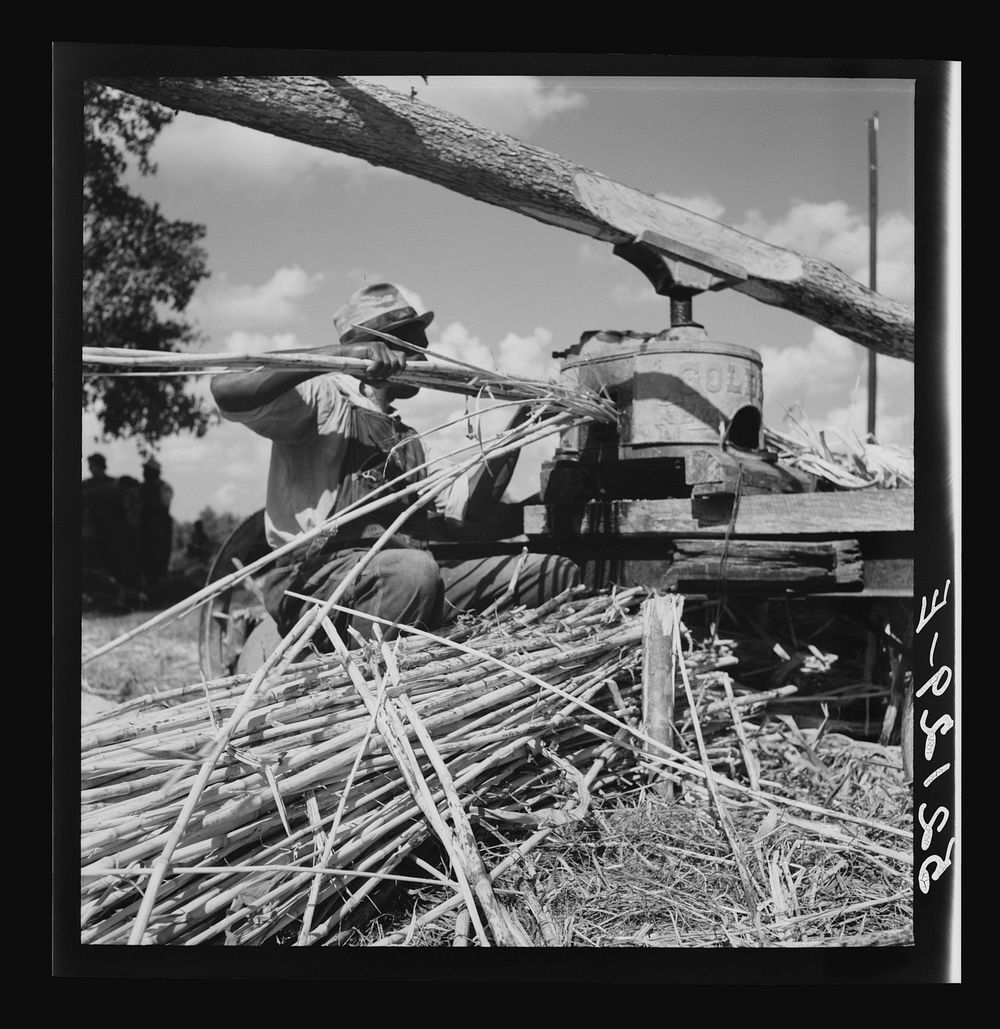 Feeding the sorghum cane into the mill to make syrup on property of Wes Chris, a tobacco farm of about 165 acres in a…