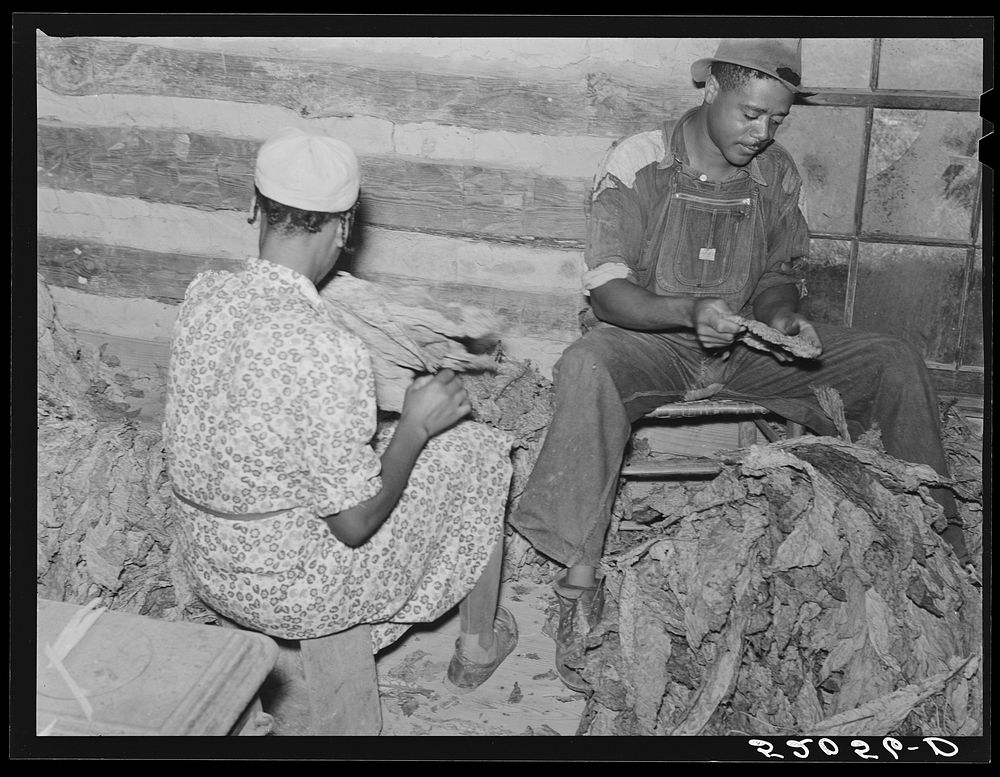[Untitled photo, possibly related to: Compton,  sharecropper and his wife stripping and grading tobacco. He has a Negro…