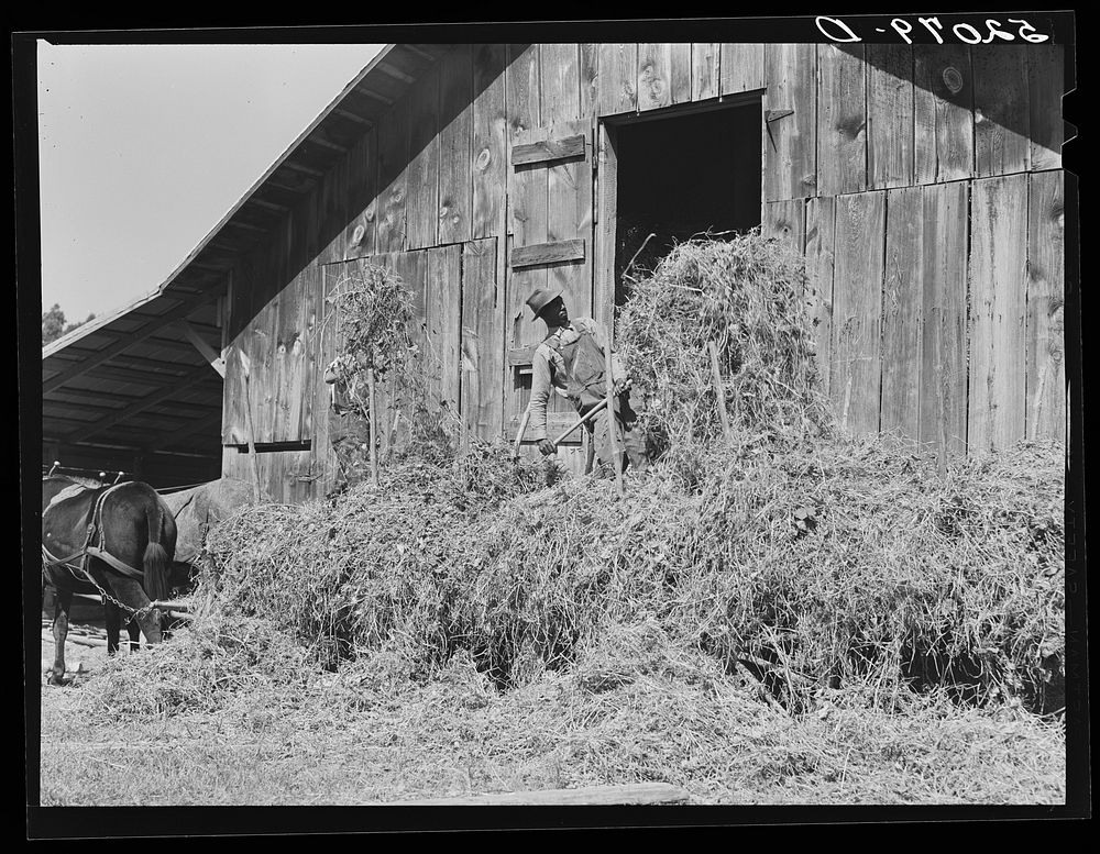 Loading hay into barn on tobacco farm of A.B. Douglas. Blairs, Virginia, Pittsylvania County. Sourced from the Library of…