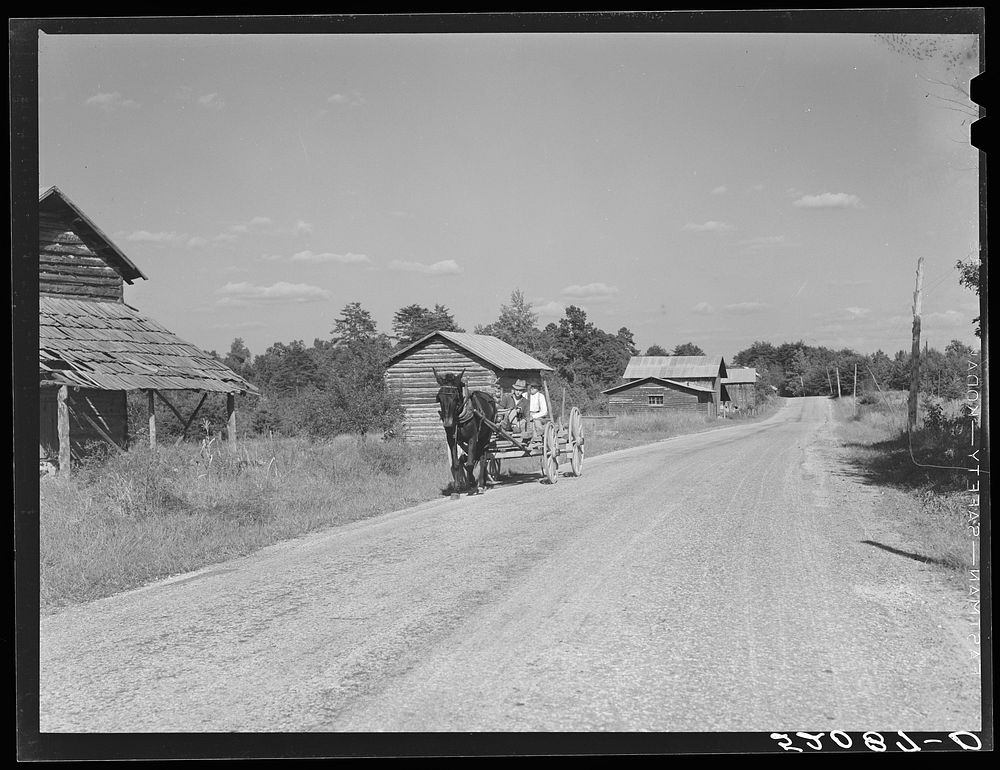 John D. Ferguson and son coming up road in wagon tobacco barns in the background. Route 57 going east from Chatham. But they…
