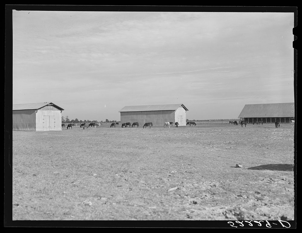 [Untitled photo, possibly related to: Livestock on Knowlton Plantation, Perthshire, Mississippi Delta, Mississippi]. Sourced…