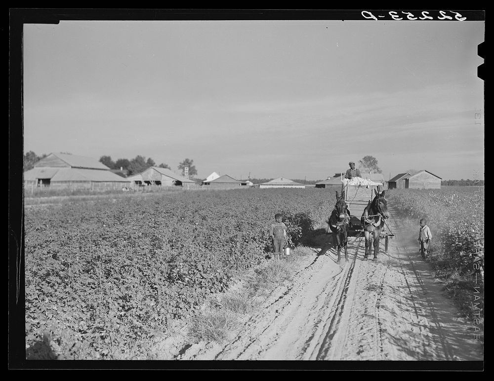 [Untitled photo, possibly related to: Wagonload of cotton coming out of the field in the evening. Mileston Plantation…