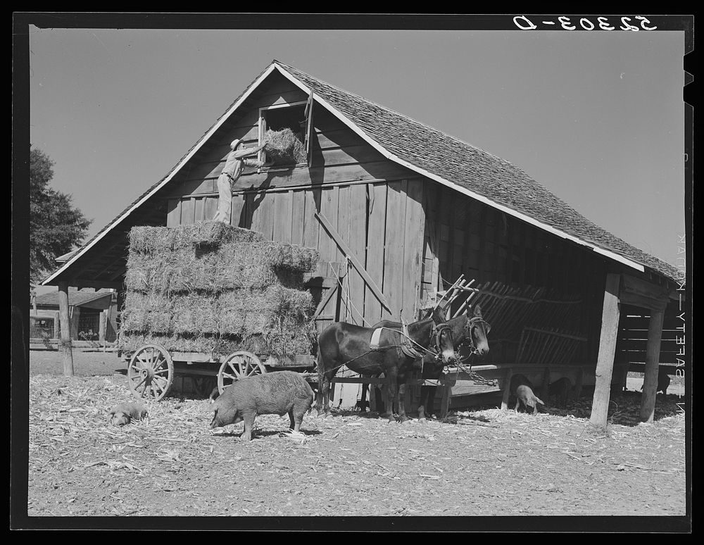 Wagonload of hay being put into a barn on Marcella Plantation. Mileston, Mississippi Delta, Mississippi. Sourced from the…