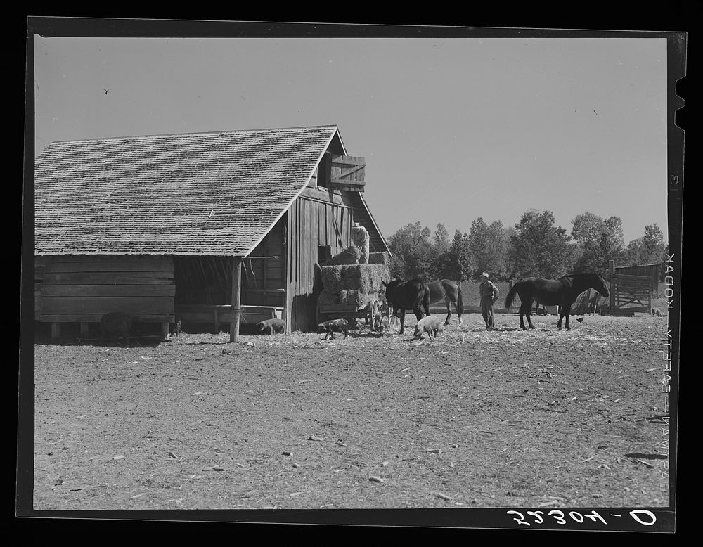 [Untitled photo, possibly related to: Wagonload of hay being put into a barn on Marcella Plantation. Mileston, Mississippi…