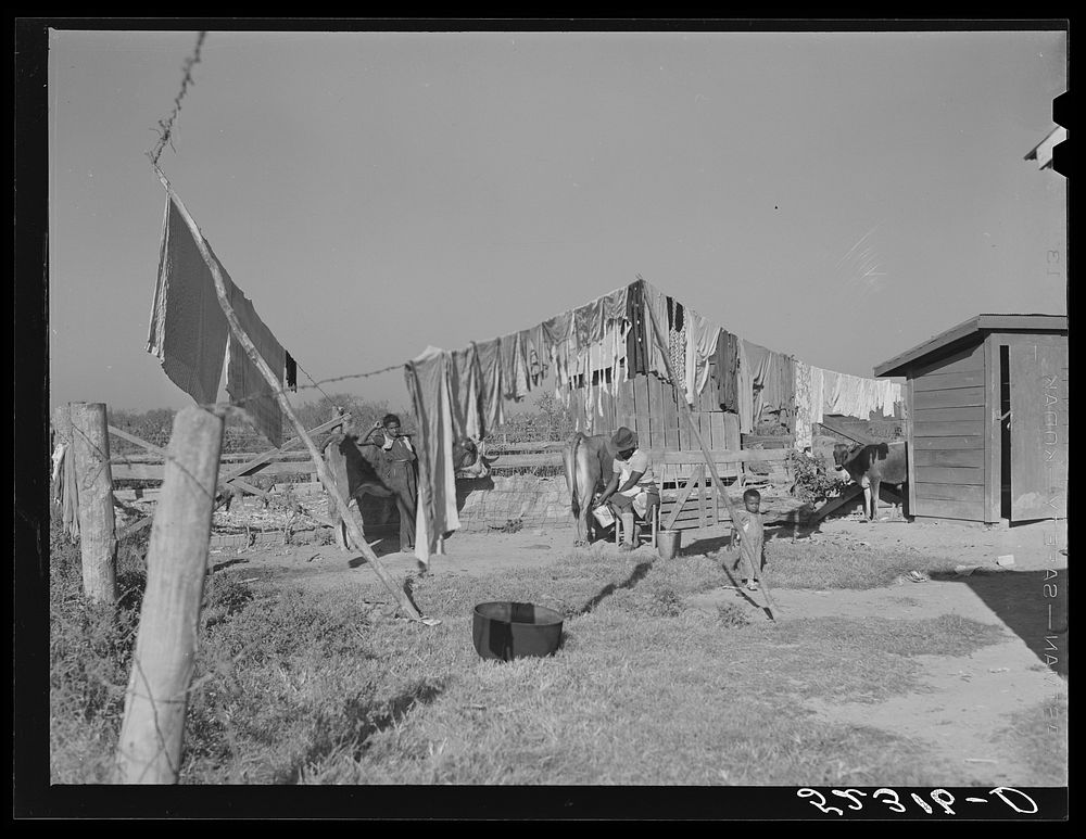 [Untitled photo, possibly related to: Backyard of  tenants' home. Marcella Plantation, Mileston, Mississippi Delta…