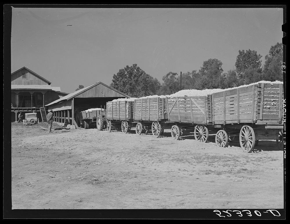Tractor hauled in wagons holding bales of cotton at gin of Marcella Plantation. Mileston, Mississippi Delta, Mississippi.…