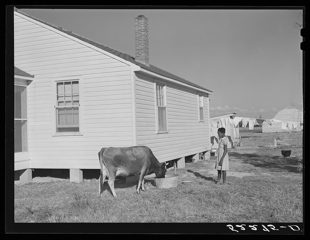 Cow and new home of Cube Walker,  tenant purchase client. Belzoni, Mississippi Delta, Mississippi. Sourced from the Library…