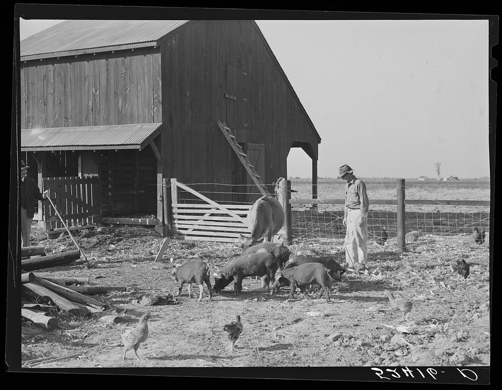 [Untitled photo, possibly related to: Farmer on project with some of his stock. Sunflower Plantation, Merigold…