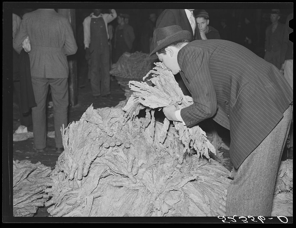 Buyer smelling tobacco while auction sale is in progress. Durham, North Carolina. Sourced from the Library of Congress.