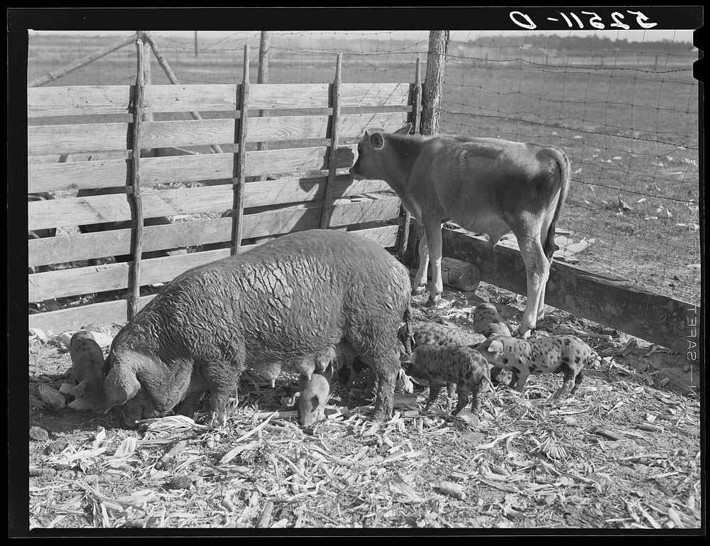 Livestock belonging to tenant purchase family, white, Crowell. Near Isola, Mississippi Delta. Sourced from the Library of…