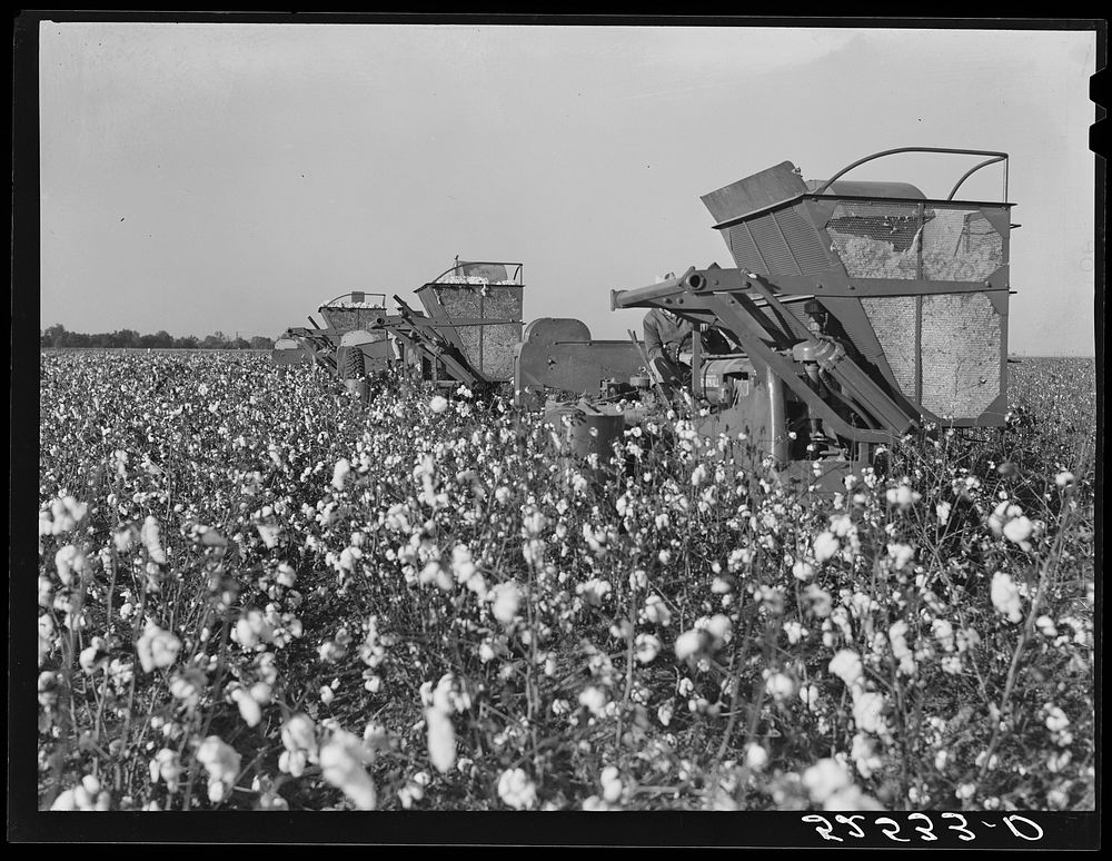 Three international pickers in a cotton field on Hopson Plantation, Mississippi Delta. Sourced from the Library of Congress.