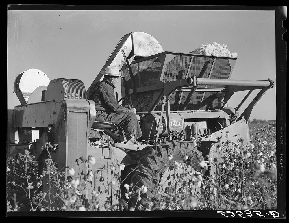 International cotton pickers in cotton field. Hopson Plantation, near Clarksdale, Mississippi Delta. Sourced from the…