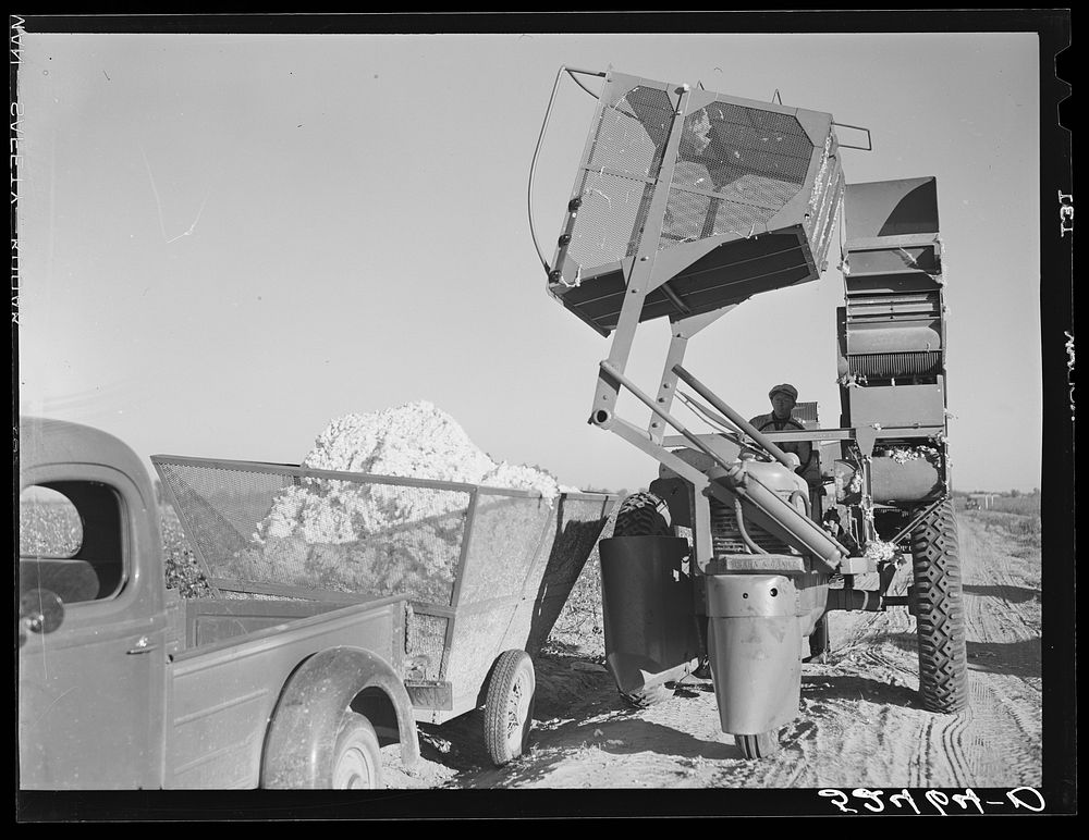 [Untitled photo, possibly related to: Dumping the cotton from the International cotton picker into the truck on Hopson…