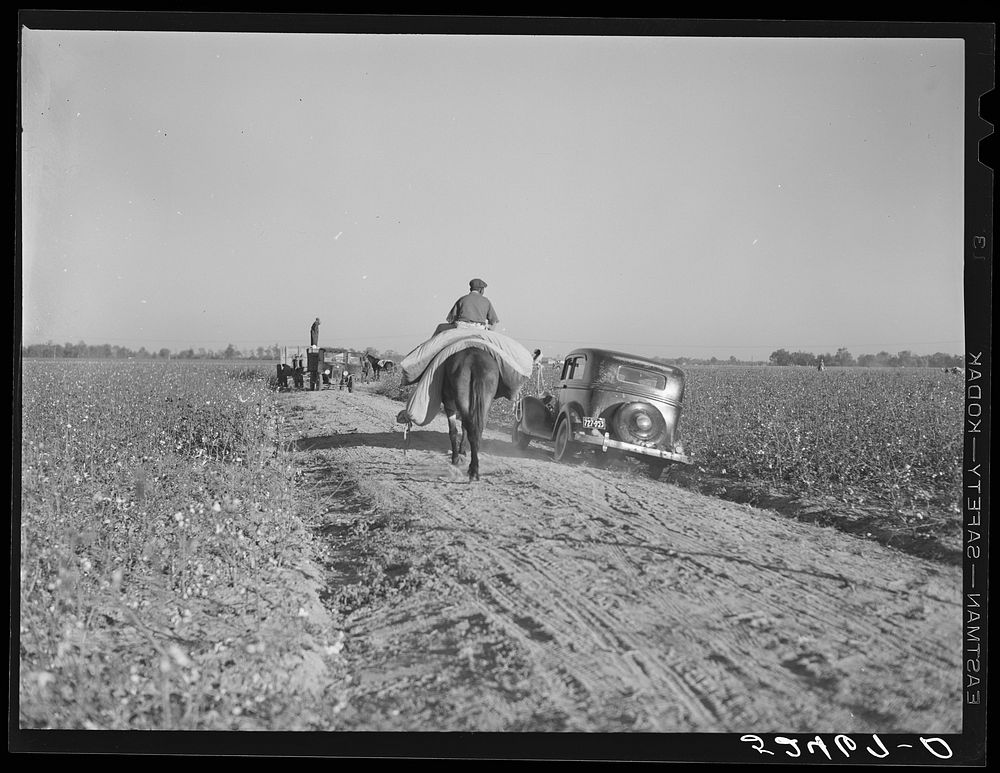 Boy, one of the day laborers bringing sacks of cotton from the field to the truck. Hopson Plantation near Clarksdale…
