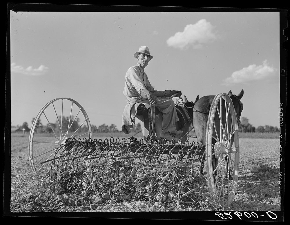 [Untitled photo, possibly related to: Mr. Crowell, tenant purchase client, with his hay rake. Near Isola, Mississippi…