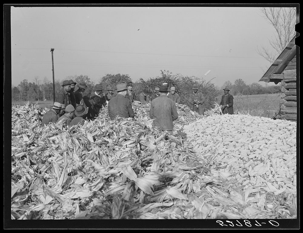 [Untitled photo, possibly related to: Cornshucking on Uncle Henry Garrett's place.  tenant of Mr. Fred Wilkins. White women…