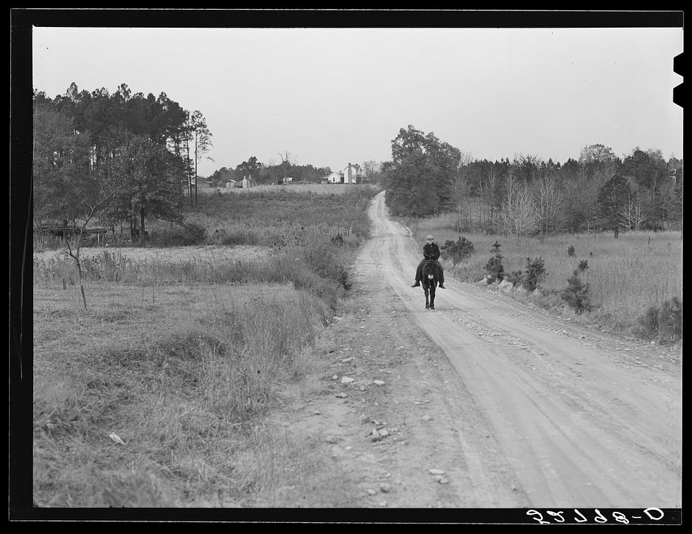 Mrs. Elvin Wilkins' son riding their mule up the road in front of their house. Tallyho, near Stem, Granville County, North…