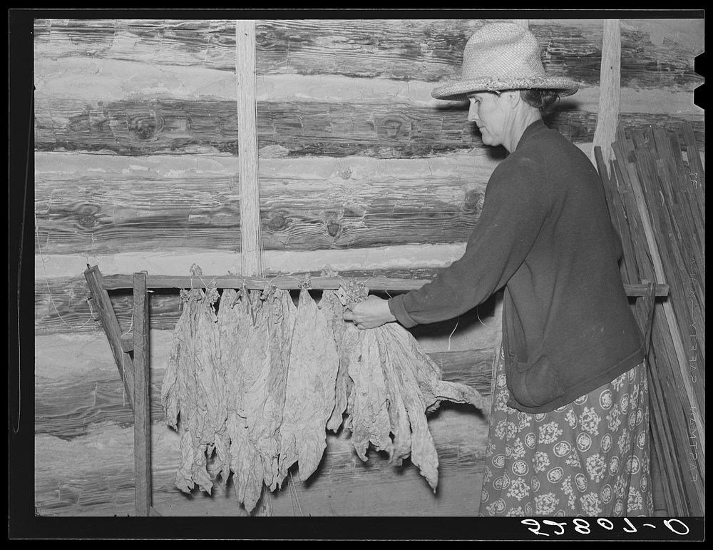 Mrs. Fred Wilkins "taking off" the tobacco for grading and stripping in strip house on their farm. Tallyho near Stem…