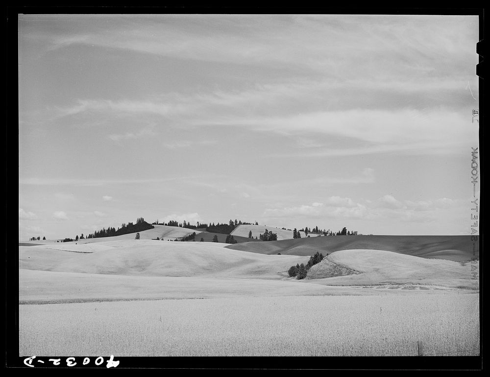 Wheat fields. Nez Perce County, Idaho. by Russell Lee