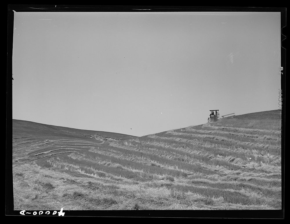 Tractor-drawn combine in wheat. Whitman County, Washington. In most wheat growing sections of the world it is necessary for…