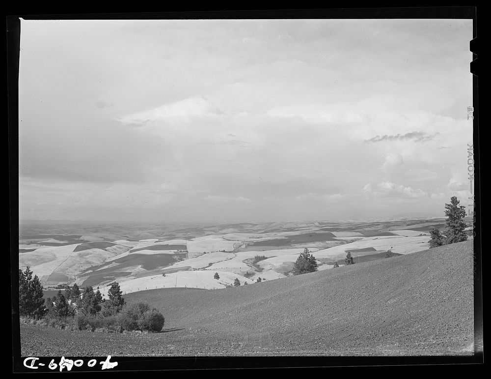 [Untitled photo, possibly related to: Wheat fields from Winchester Hill. Nez Perce County, Idaho] by Russell Lee