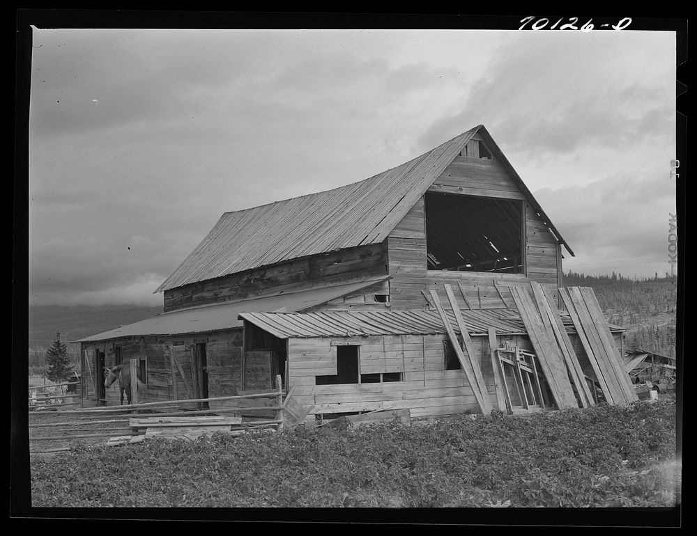 Old barns on farm which was included as part of Boundary Farms, FSA (Farm Security Administration) project. Boundary County…