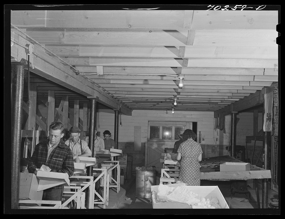 [Untitled photo, possibly related to: Farm workers practicing wrapping apples in the apple wrapping school at the FSA (Farm…