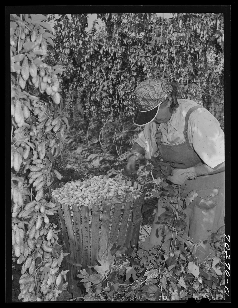 Hop picker with her basket. Yakima County, Washington by Russell Lee