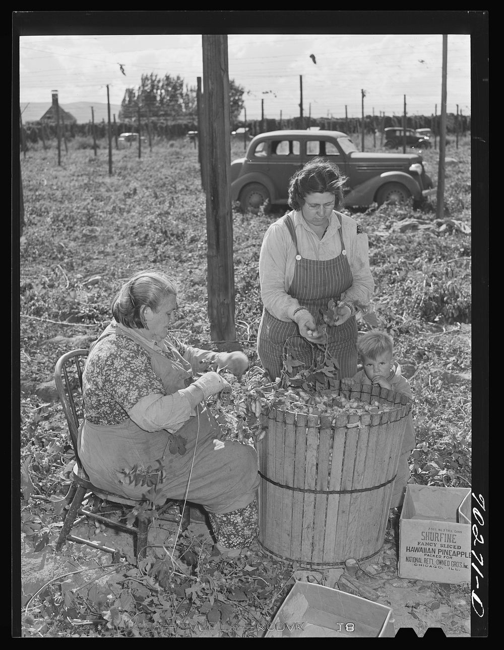 Hop pickers. Yakima County, Washington. These are local people by Russell Lee