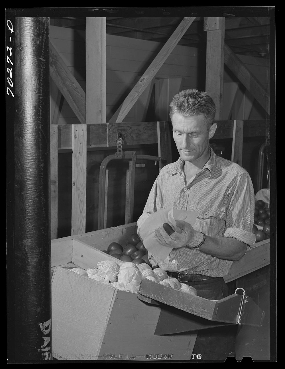 Farm worker practicing wrapping apples in the apple wrapping school at the FSA (Farm Security Administration) farm family…