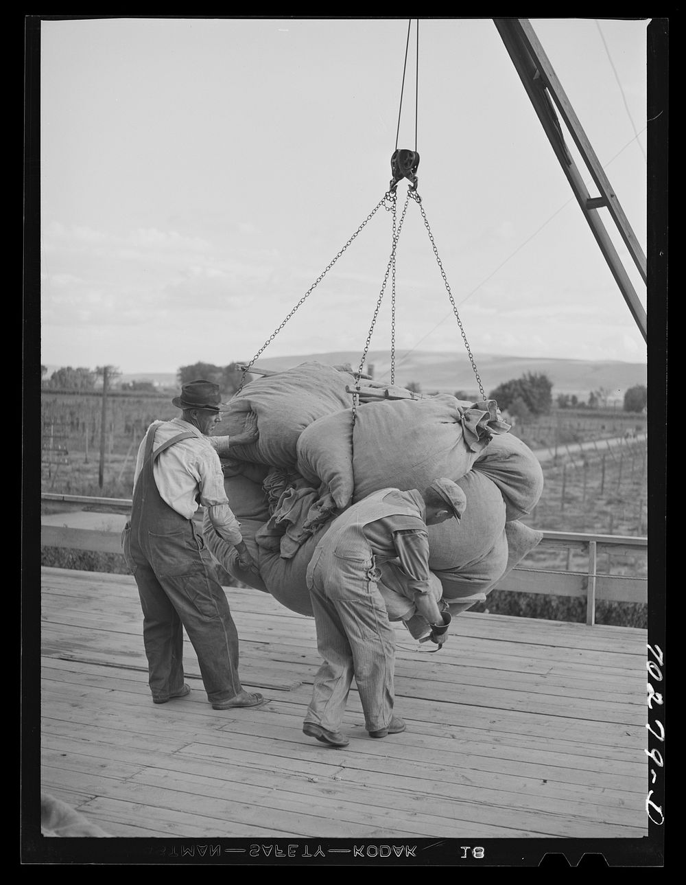 Sacks of green hops are hoisted to kiln platform. Yakima Washington by Russell Lee