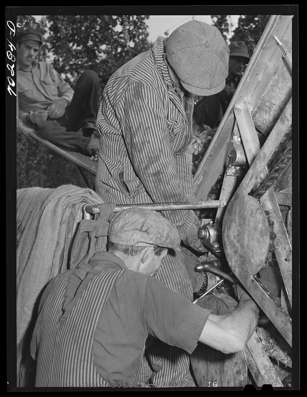 [Untitled photo, possibly related to: Portable-type mechanical hop picker. Yakima Chief Hop Ranch, Yakima County…