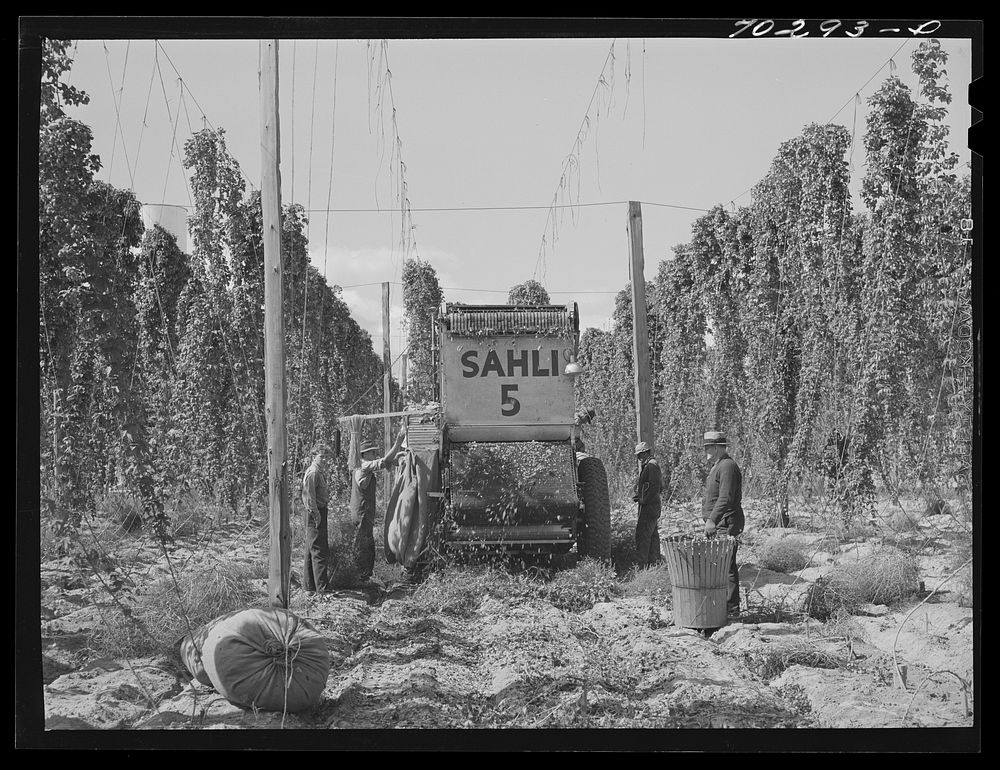 Portable-type mechanical hop picker in the field. Yakima County, Washington by Russell Lee