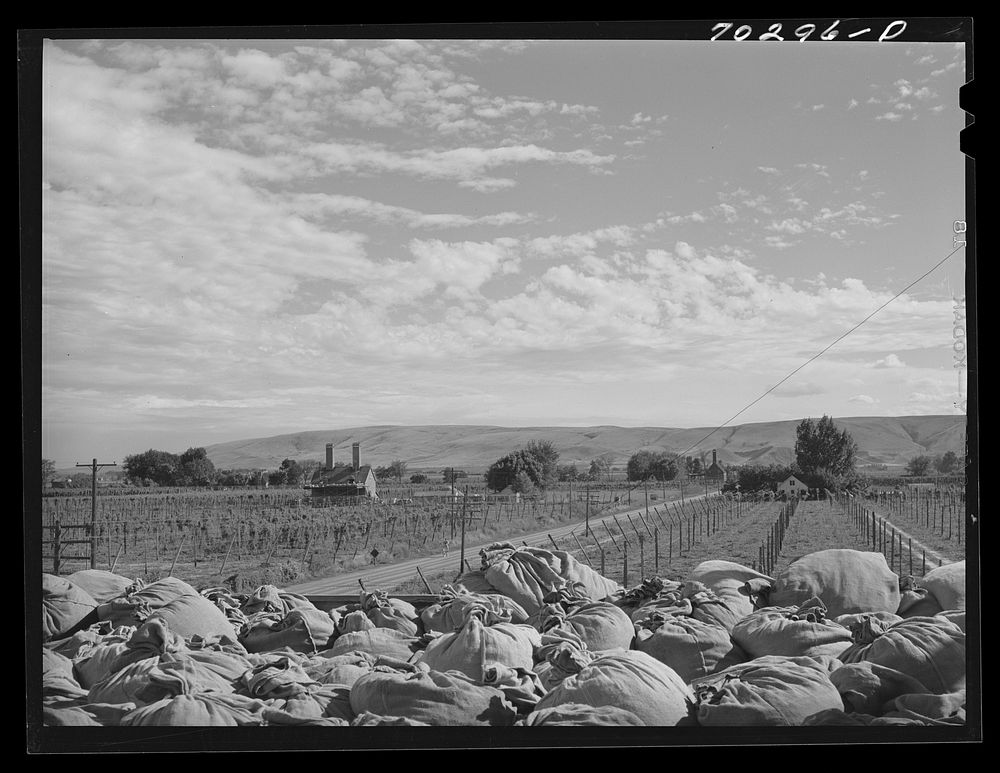 Looking from hop kiln, sacks of green hops in foreground with hop fields and another kiln in background. Yakima County…