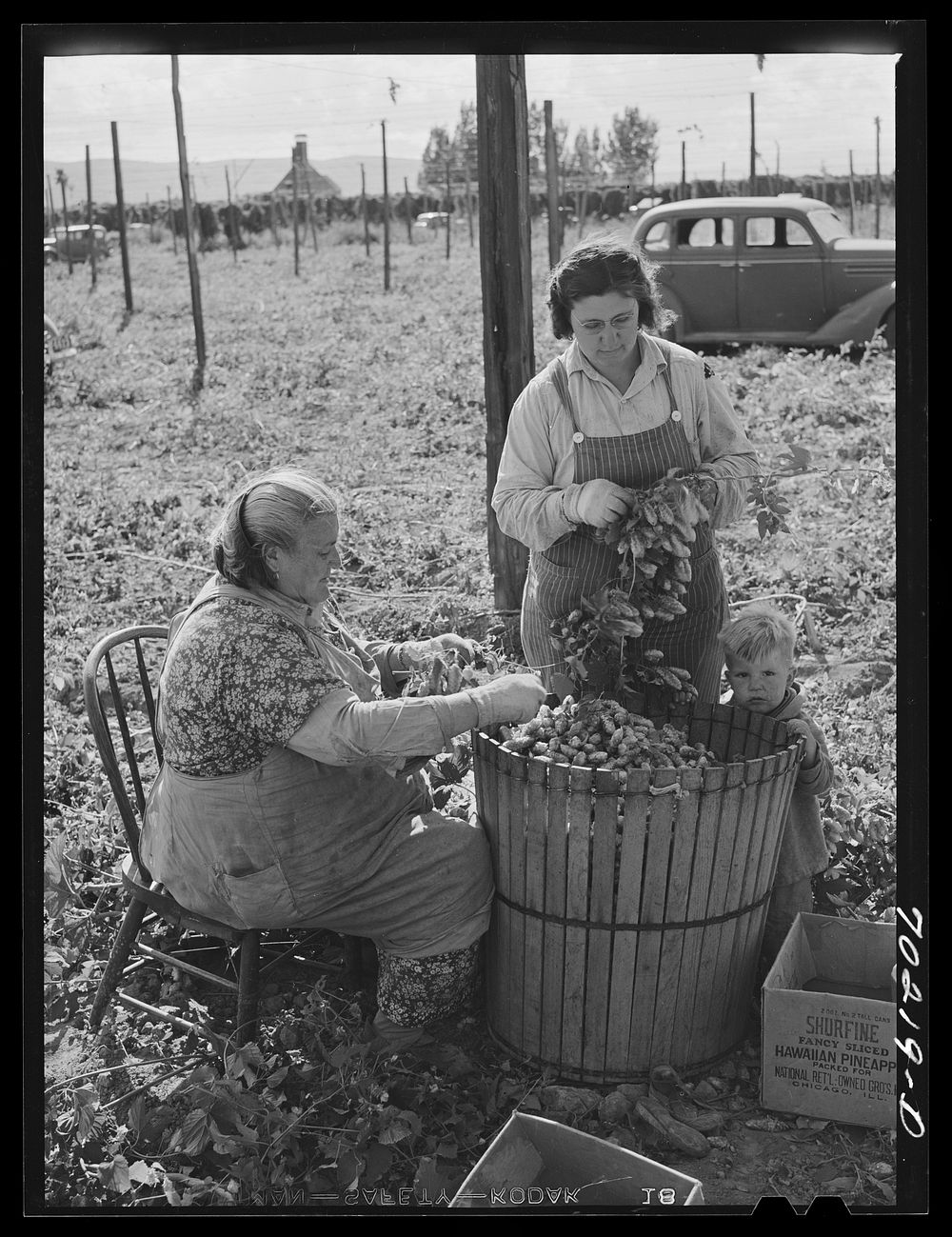 [Untitled photo, possibly related to: Hop pickers. Yakima County, Washington. These are local people] by Russell Lee