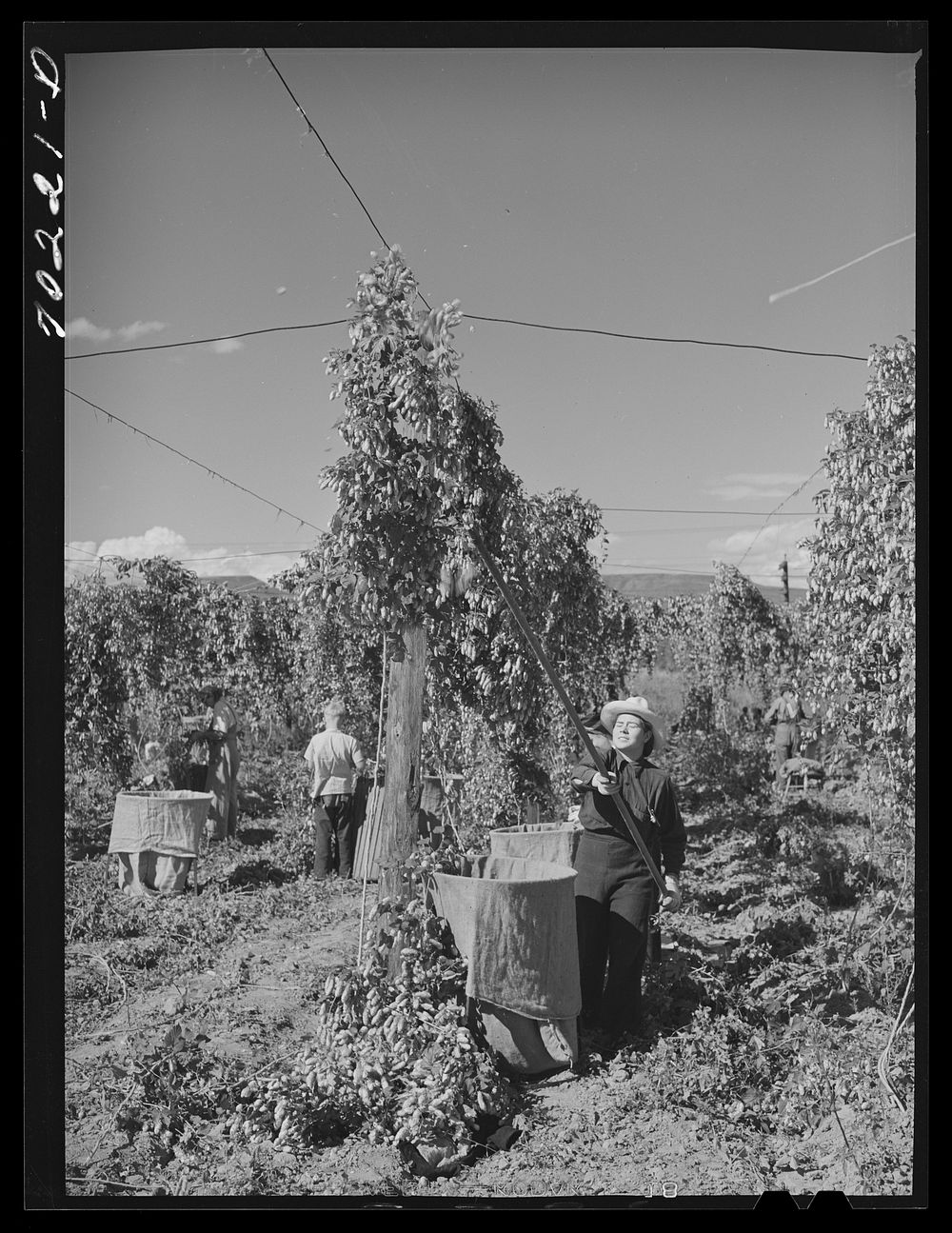 Pulling down vines in hop field. The hops or burns are then picked from the vines. Yakima County, Washington by Russell Lee